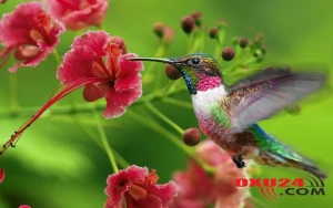 Martda temperatur normadan yüksək olacaq