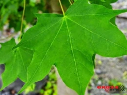 Bu ağacın yarpağını əzib yaranıza sürtün - Sədəfi də müalicə edir