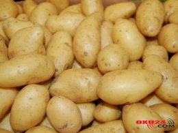 Azərbaycanda ən bahalı kartof bu kənddə satılır - kiloqramı 3 manatdır