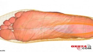 Ayaq ölçünüz neçə il yaşayacağınızı göstərir - Alimlərdən İNANILMAZ ARAŞDIRMA