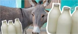 Uzunqulaq südünün insan orqanizminə FAYDALARI