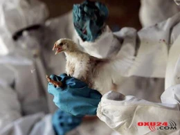 Quş qripi" ilə bağlı monitorinqin NƏTİCƏLƏRİ açıqlandı