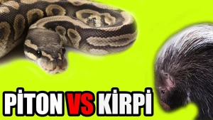 Nəfəskəsən görüntü: Kirpi ilə nəhəng ilanın savaşı