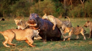 Dəhşətli anlar: Begemontla  şirlərin  davası