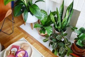 Xəstəlik yaradan dibçək bitkiləri - Evdə saxladığınız " bomba" - VİDEO