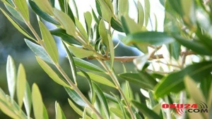 Şəkər xəstəliyinin və arıqlamağın möcüzəvi sirri - SADƏCƏ BU YARPAQLA