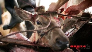 Viaqra belə hazırlanırmış: ŞOK GÖRÜNTÜLƏR - FOTOLAR (+18)