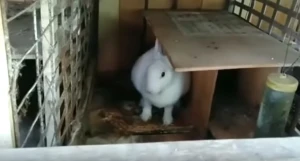 Dovşanı udan piton ilanı qəfəsdən çıxa bilmədi