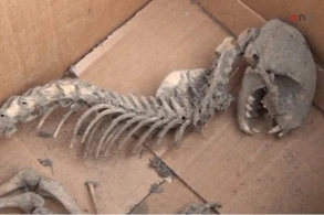 Azərbaycanda qorxunc heyvan tapıldı