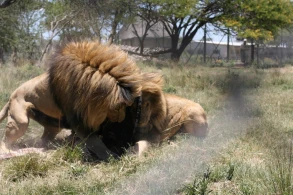Dəhşətli görüntü: Ayı ilə pələngin ölüm-dirim savaşı