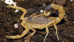 Əqrəb qadını sancdı - Şamaxıda