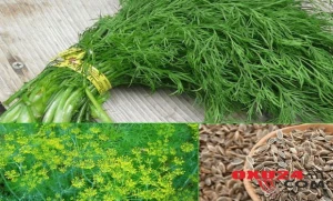 Qulaqdakı küyü şüyüd aparır — Real nəticə