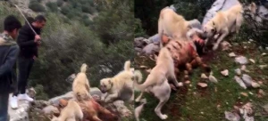 Dəhşətli görüntü!Sosial şəbəkələr qarışdı