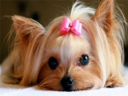 Bakıda bu iti tapana 1000 manat veriləcək -DİQQƏT!