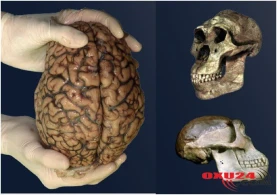 İnsanların beyni kiçilir – Alimlər