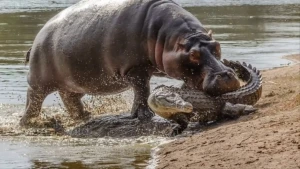 Dəhşətli görüntü: Timsah antilopa hücum etdi,begemont onu ortadan böldü