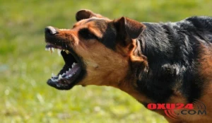 Gənc oğlan it tutmasından öldü: “Diaqnozunu biz də dəqiqləşdirə bilmədik” – Baş həkim