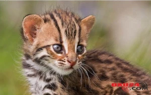 Pişik balası bilib evə apardı – Görün nə baş verdi - FOTO