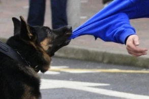 Azərbaycanda dəhşət! İtlər bir gecədə 9 nəfəri parçaladı