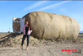 Gecəsi 200 dollar: Kartofa oxşayır, amma...- FOTOLAR