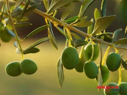 Adı Quranda olan bu meyvədən hər gün 7 ədəd yesəniz..