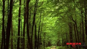 25 yaşlı gəncdən DƏHŞƏTLİ ƏMƏL: meşədə...