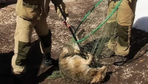 Bakıda dəhşətli görüntülər: İtlər kütləvi şəkildə güllələndi