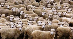 Azərbaycanda dəhşət! Canavar qoyunları belə parçaladı