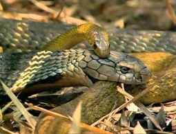 Dəhşətli görüntü! İlan başqa ilanı belə uddu