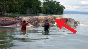 DƏHŞƏT! Qayıq sandılar, yaxınlaşanda gördülər ki, CANLIDIR