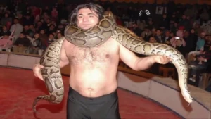 Şou faciəyə döndü!Nəhəng piton ilanı sirk ustasını boğub öldürdü