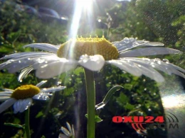 Yağış yağacaq, şimşək çaxacaq - Sabahın havası