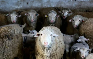 Şagirdlərin sayını artırmaq üçün  15 qoyun məktəbə qəbul edilib