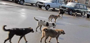 Bakıda qorxulu anlar:Küçə itləri binanın qarşısını kəsdi,sakinlər həyətə düşə bilmədi