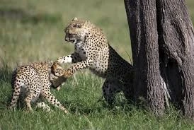 Dəhşətli görüntü:Bəbir maralı öldürüb ağaca çıxardı