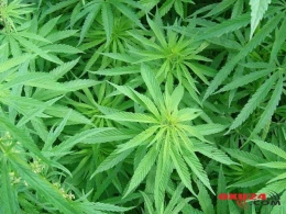 Yaşadığı evdən heroin, marixuana, çətənə kolları tapıldı