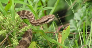 Əhaliyə ilanlarla bağlı vacib XƏBƏRDARLIQ!