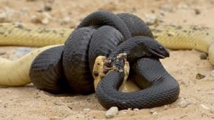 Bu ilan fili belə öldürür - Öz cinsini diri-diri udur