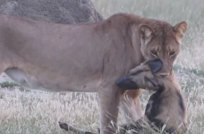 Vəhşi it özünü ölülüyə vurdu, aslanın əlindən qurtuldu
