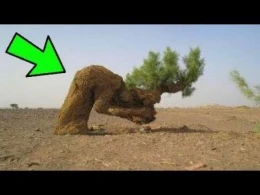 ​Peyğəmbər bu ağacın altında dincəldikdən SONRA... - MÖCÜZƏ baş verdi