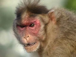 Meymun bulvarda insanlara hücum etdi - Ölən və xəsarət alanlar var