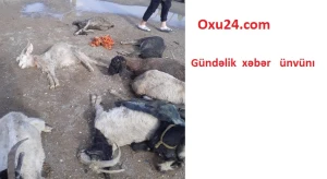 Güclü dolu qoyunları belə öldürdü