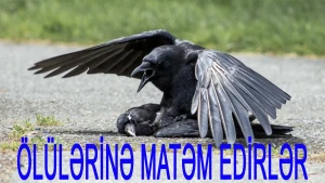 Qarğaların şok görüntüsü: Ölən qarğanı digər qarğalar "dəfn" etdi