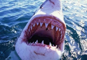 Köpək balığı 65 yaşlı kişini öldürdü