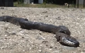 Bakıda məktəb həyətində şagirdi ilan vurub?