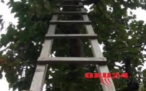 59 yaşlı kişi ağacdan yıxılıb öldü