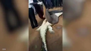 Dəhşətli görüntü: Timsahın qarnından hissələrə ayrılmış qız çıxdı