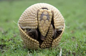 Dünyanın ən qəribə heyvanı: Bir saniyədə yumula və görünməz ola bilir