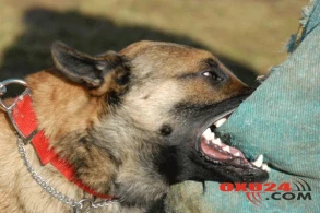 Zaqatalada bir gündə 2 nəfərə it hücum etdi - Biri uşaqdır