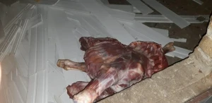 Ölmüş heyvan ətini əhaliyə satmaq istəyənlər tutuldu